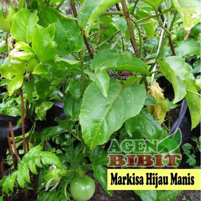 Jual Bibit Pohon Buah Markisa Hijau Jumbo Tanaman Erbis Besar Premium Shopee Indonesia