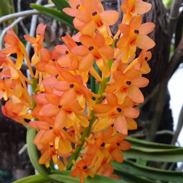 Jual VANDA ASCO MINIATA (50k) | Shopee Indonesia