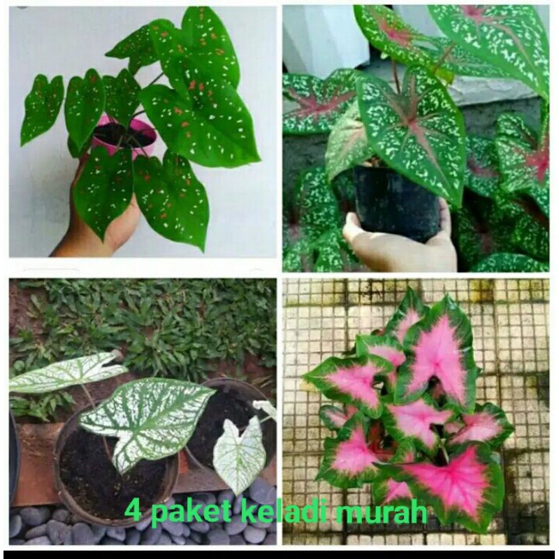 Jual Tanaman hias keladi/4 paket tanaman keladi murah(thre color,white ...