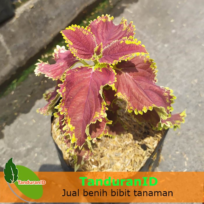 Jual Tanaman Hias Coleus Merah Lipstik Kuning | Shopee Indonesia