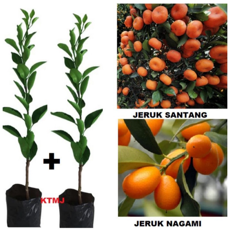 Jual Paket Isi 2 Bibit Jeruk Nagami Dan Jeruk Santang Madu Shopee Indonesia 0080