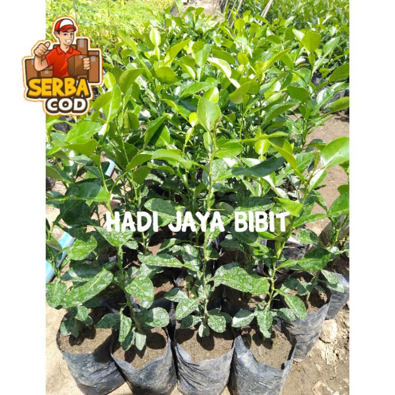 Jual Bibit Jeruk Purut Asli Super Beli 10 Gratis 1 Agro Wisatani