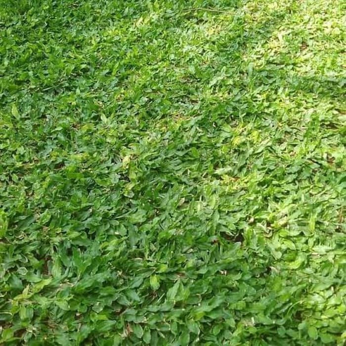 Jual Tanaman Rumput Gajah Mini Shopee Indonesia