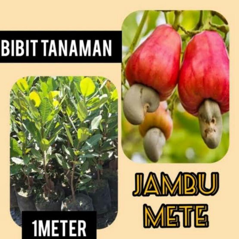 Jual Bibit Jambu Mete Jambu Mede Jambu Monyet Pohon Jambu Mete Unggul