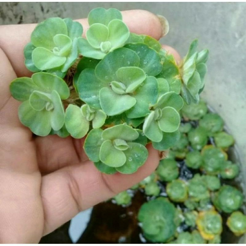 Jual Tanaman Air Kayu Apu - Apu Apu | Shopee Indonesia
