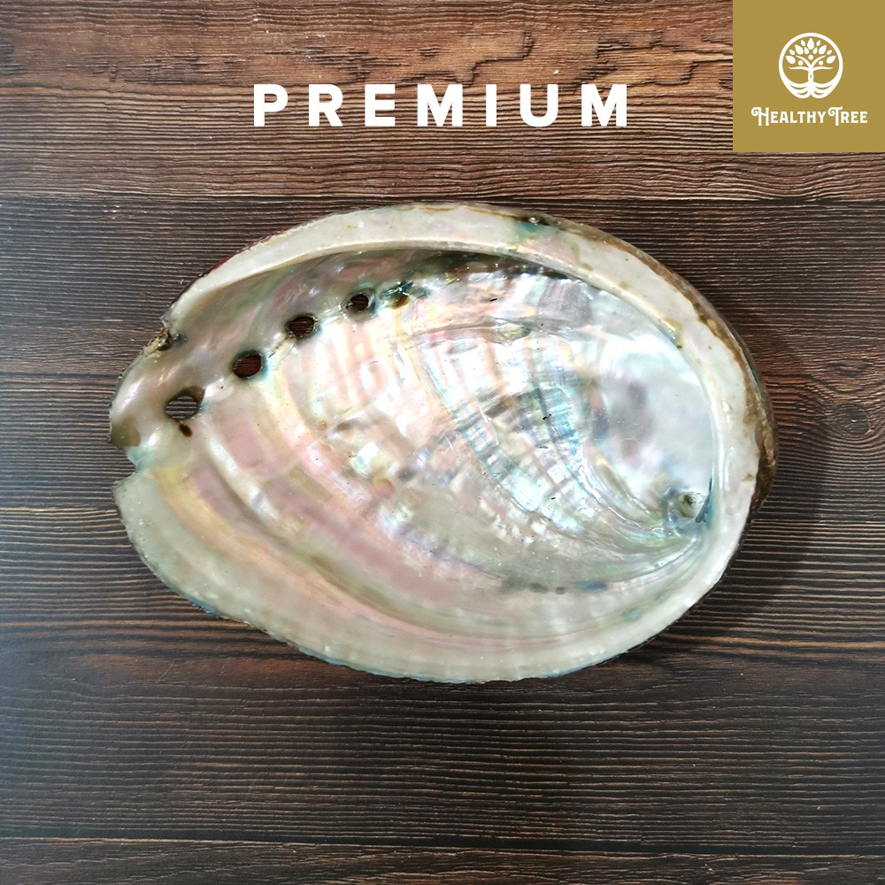 Jual Natural Abalone Shell | Tray for White Sage & Palo Santo (PREMIUM ...