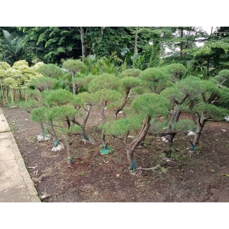 Jual New Produk Tanaman Hias Pohon Bonsai Cemara Udang Meter Shopee