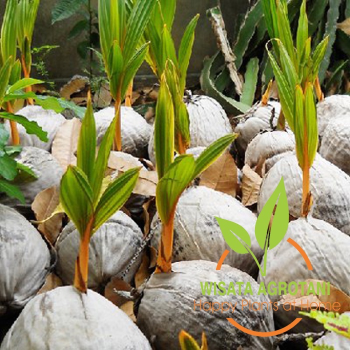 Jual Kelapa Wulung/ Kelapa Entok/ Kelapa Hijau Hasil Pohon Berbuah