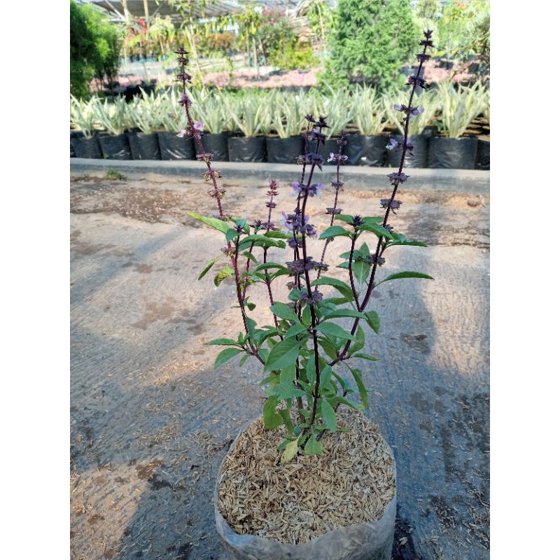 Jual tanaman thai basil/thailand basil | Shopee Indonesia