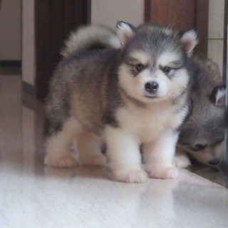 Himalayan malamute hot sale