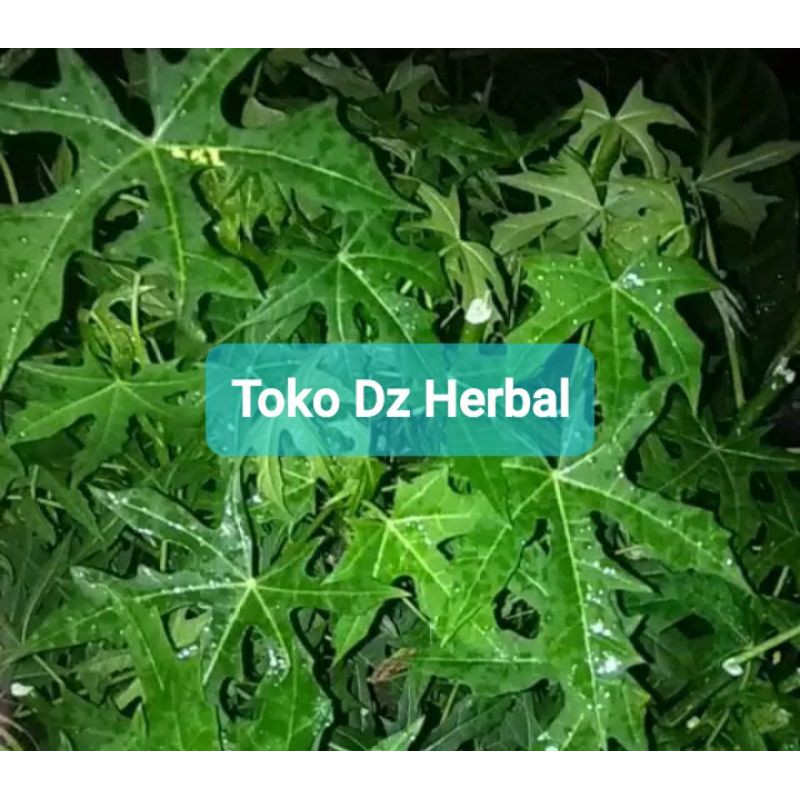 Jual Daun Gedi Atau Pepaya Jepang Segar Per Tangkai Shopee Indonesia 1715