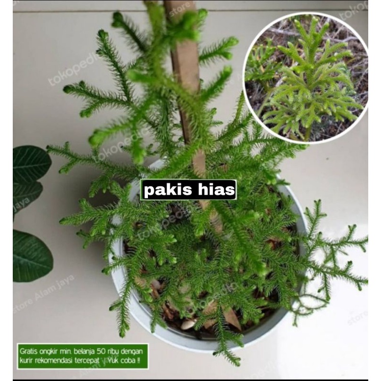 Jual tanamn hias pakis paku kawat + pot | Shopee Indonesia