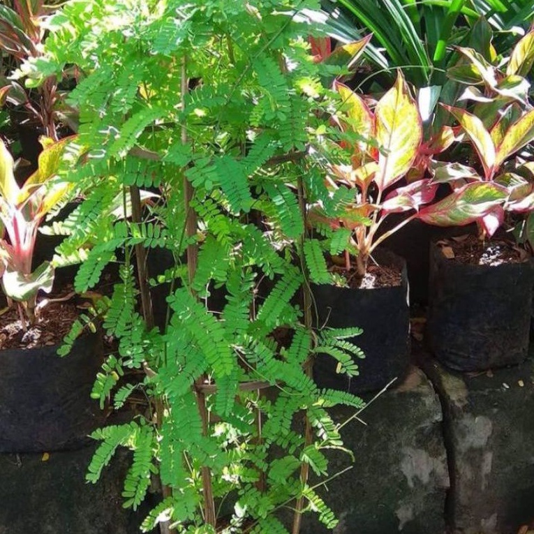 Jual Tnaman herbal Saga Rambat/pohon daun saga/Tanaman Saga/obat Herbal ...