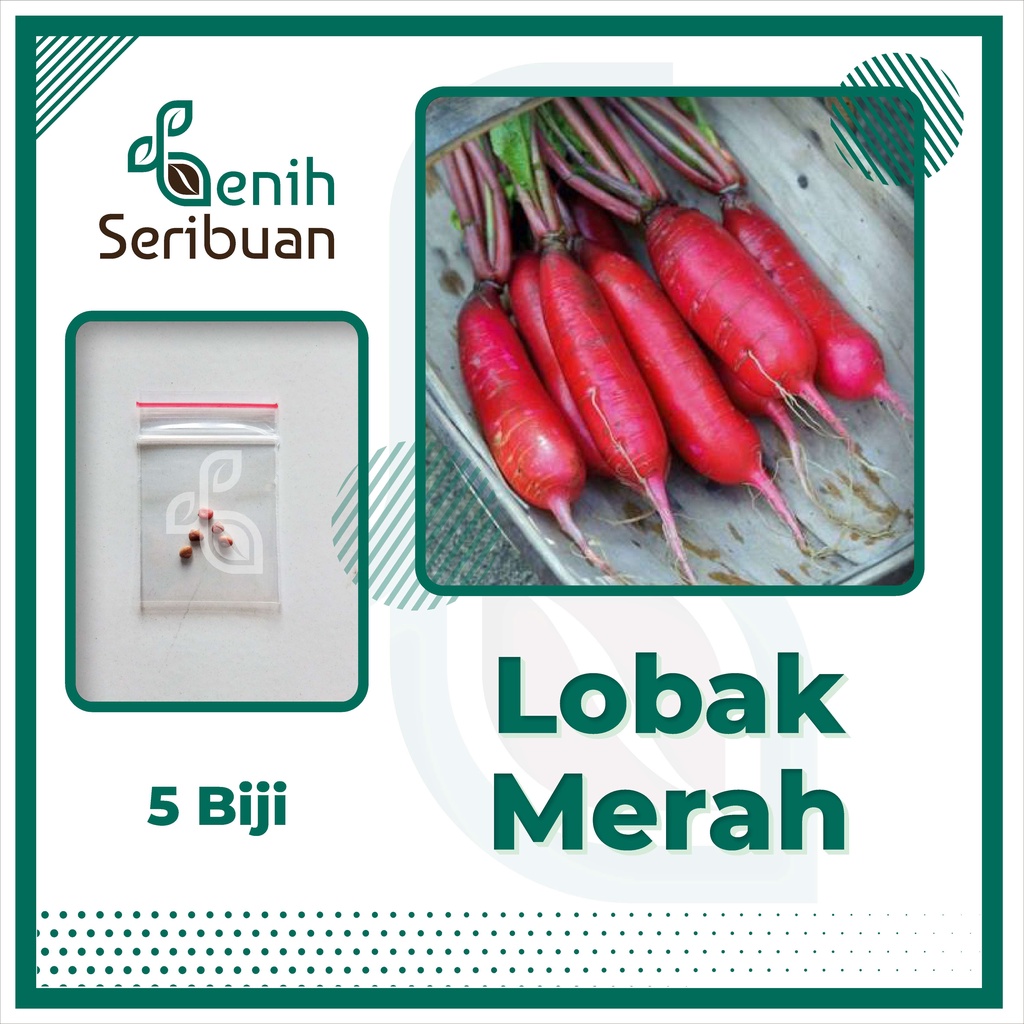 Jual 5 Biji Benih Lobak Merah F1 Hibrida Rosy Sayuran Red Radish