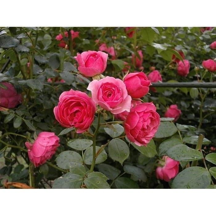 tanaman hias bunga mawar jepang pink