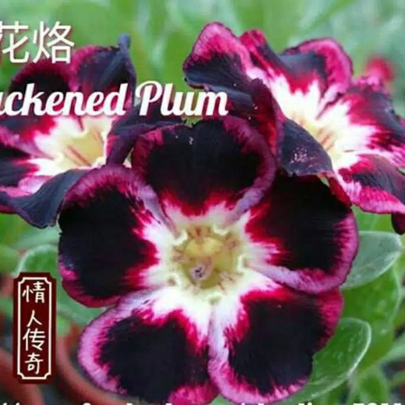 Jual Adenium Bibit Bunga Kamboja Adenium Black Lady -tanaman hidup ...