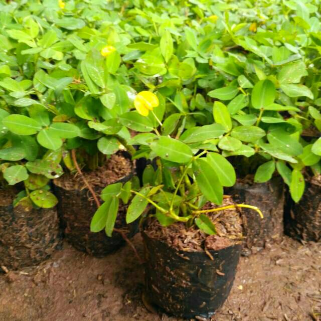 Jual Tanaman Landep Kacang2 Ngan Bibit Tanaman Landev Shopee Indonesia 1986