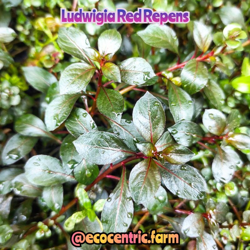 Jual Tanaman Aquascape Ludwgia Red Repens Emersed | Shopee Indonesia