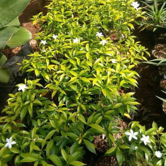 Jual Tanaman Hias Bunga Rembosa Mini-Sabrina Mini-ITS | Shopee Indonesia