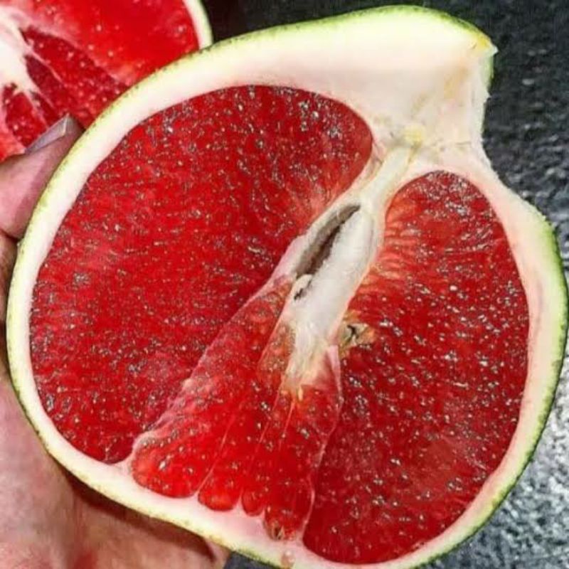Bibit Buah Jeruk Pamelo madu Super Unggul Hasil Okulasi Cepat Berbuah