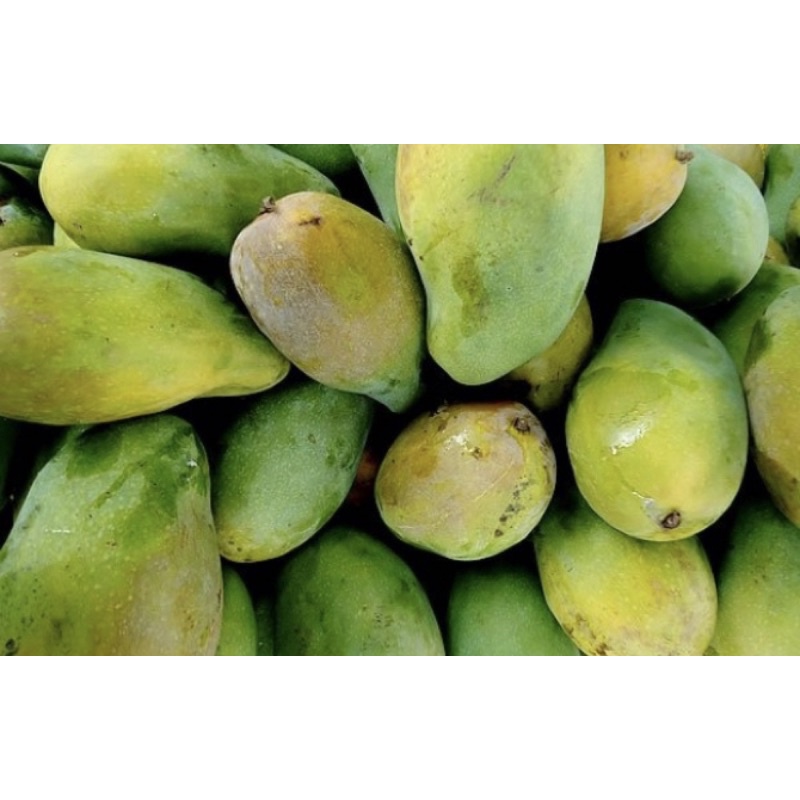 Jual Buah Mangga Cengkir 1kg Buah Rujak Buah Muda Cengkir | Shopee ...