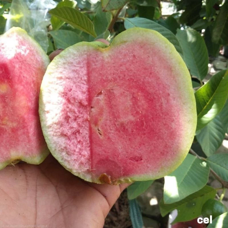 Bibit Jambu 3