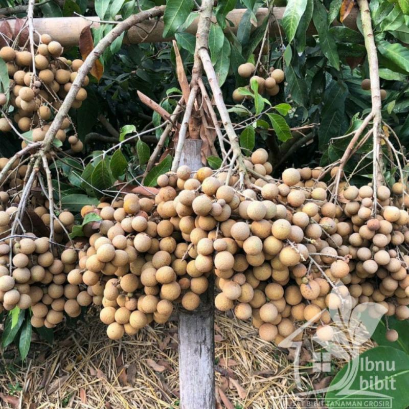 Jual Bibit klengkeng Puangray Super Genjah Klengkeng Matalada ...