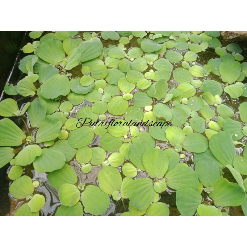 Jual tanaman air kiambang / kapu-kapu / kayu apu | Shopee Indonesia