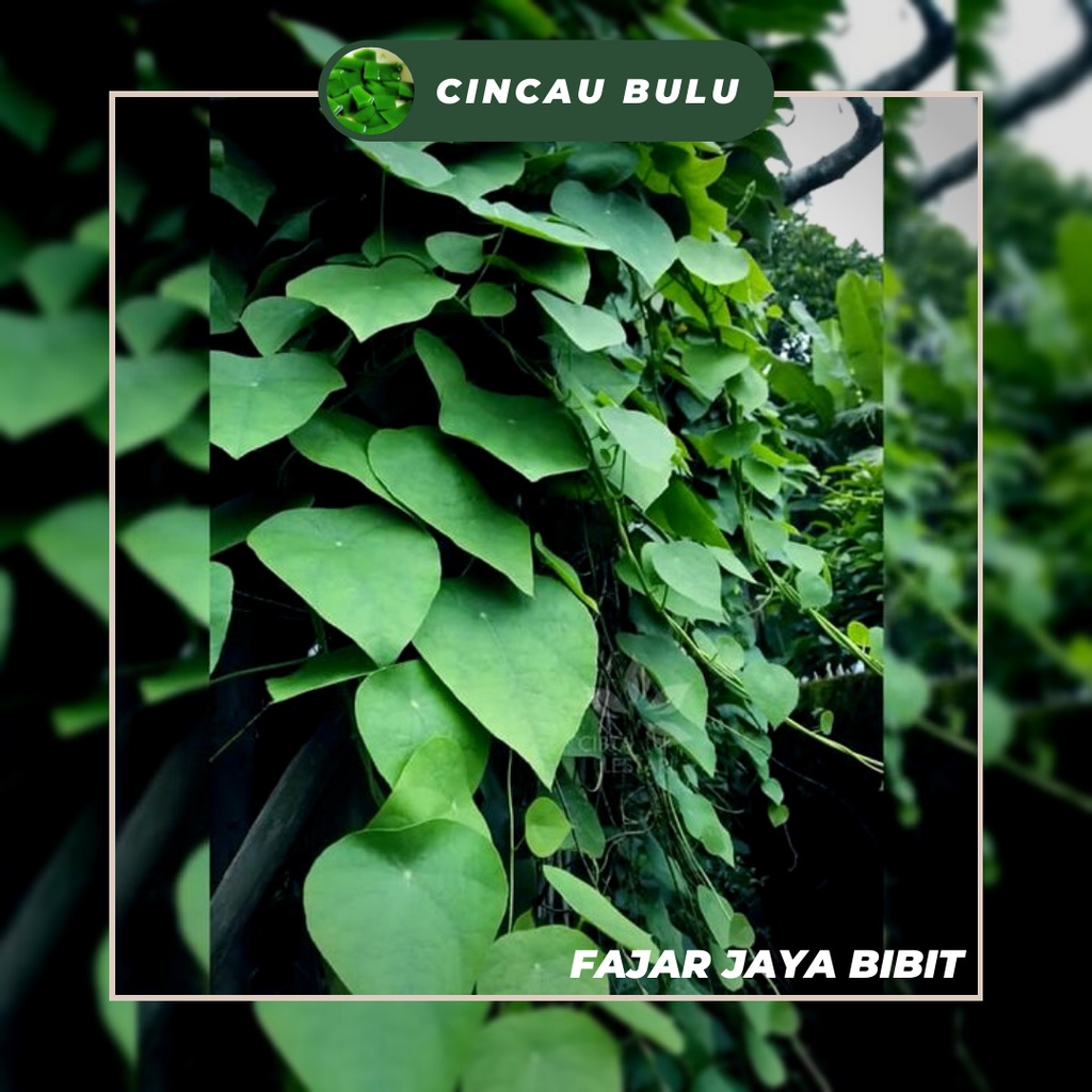 Jual Bibit Cincau Hijau Rambat Bulu | Shopee Indonesia