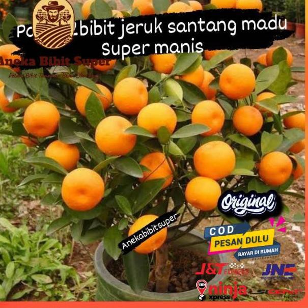 Jual Paket 2bibit Buah Jeruk Santang Madu Super Manis Kode L6860