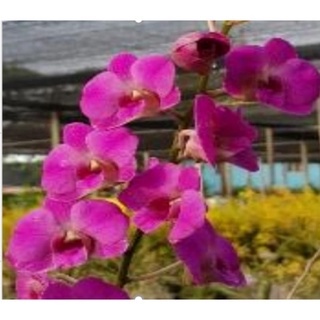 Jual anggrek dendrobium salaya candy dp | Shopee Indonesia