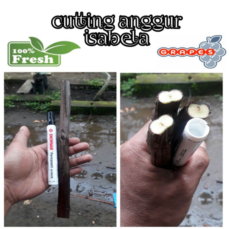 Jual cutting anggur isabela siap grafting ukuran spidol marker | Shopee ...