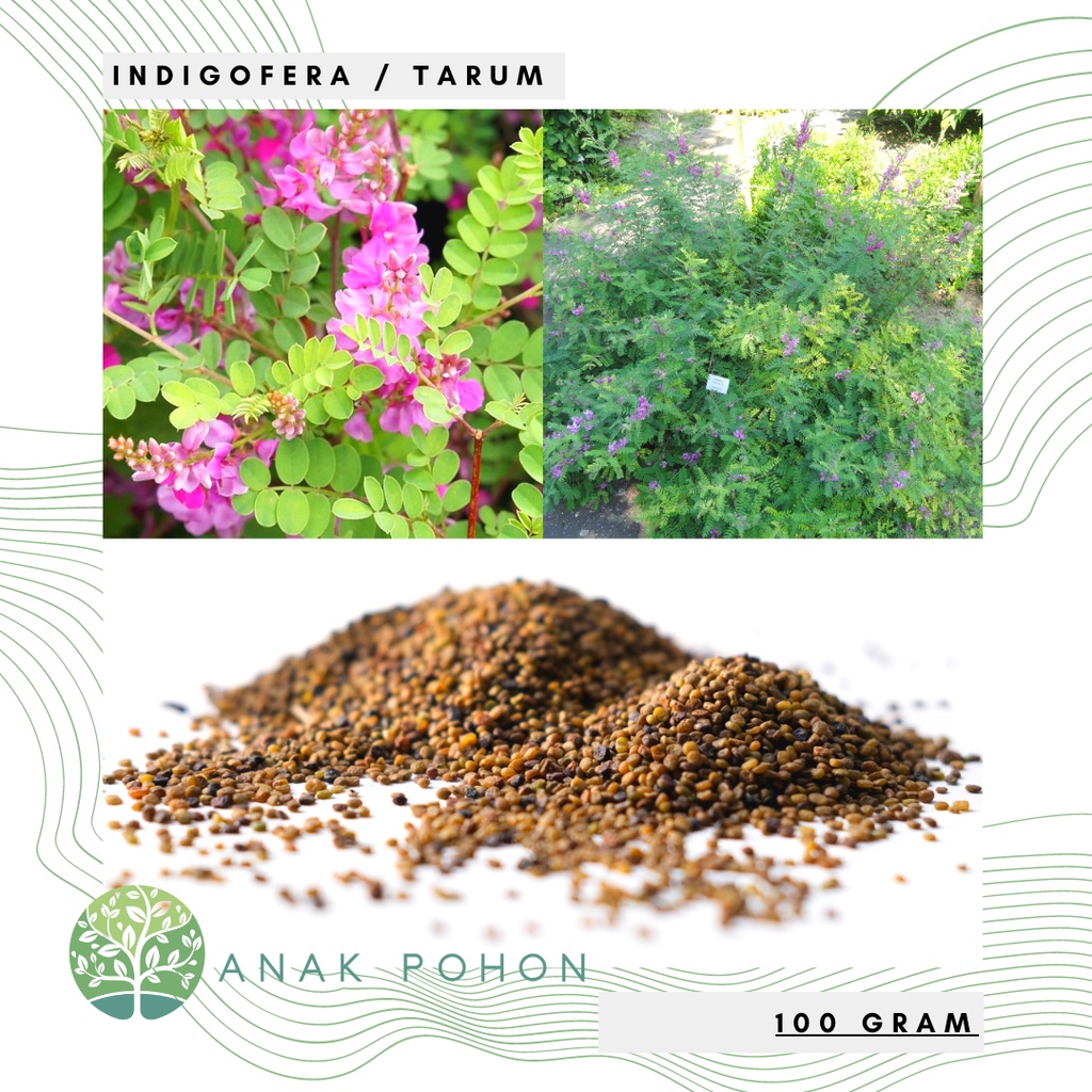 Jual (100 GRAM) Benih Tanaman Indigofera Tarum (Indigofera tinctoria ...