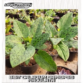 Taxtdagi bekasi porno