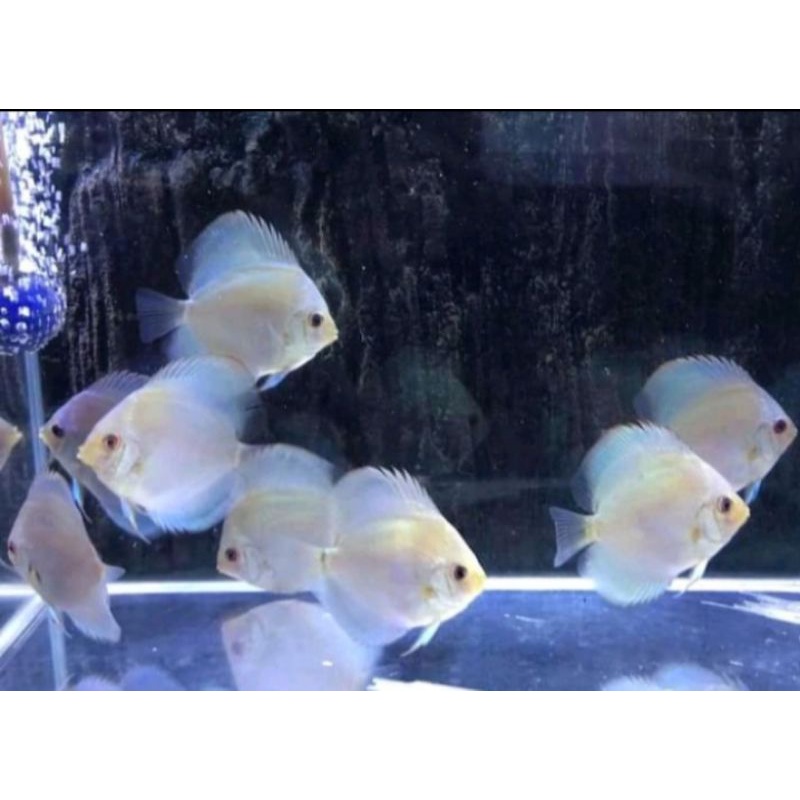 Jual Discus Blue Diamond 2 Inch | Shopee Indonesia