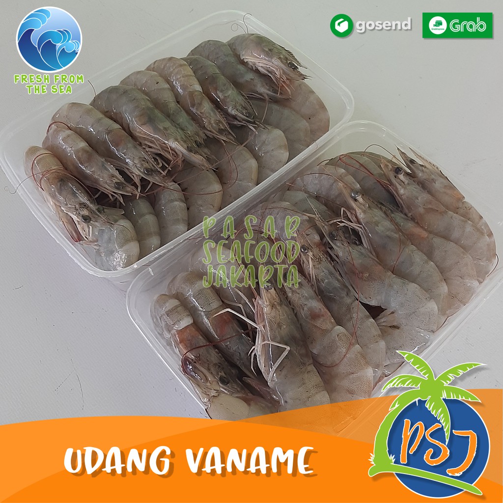 Jual Promo Udang Vaname Segar Udang Tambak Putih Vannamei Udang