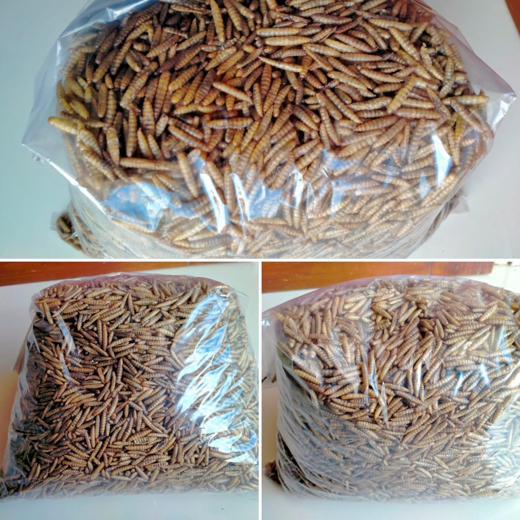 Jual MAGGOT OVEN KERING 100 Dried BSF Larvae Curah kiloan Bulky 100gr