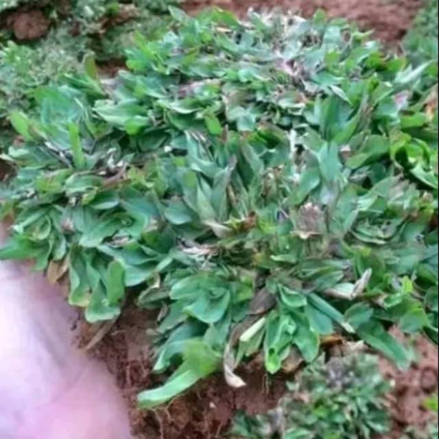 Jual Tanaman Rumput Gajah Mini 1x1 Meter Shopee Indonesia