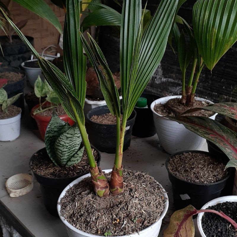 Jual KELAPA KEMBAR 2 TUNAS 100 kembar alami Shopee Indonesia