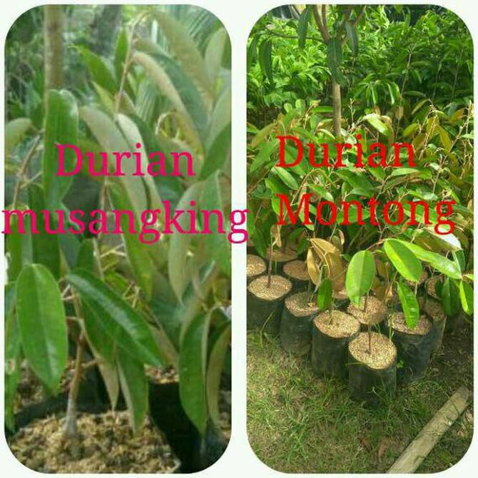 Jual Asli Promo Bibit Tanaman Buah Durian Musangking Dan Montong Kaki