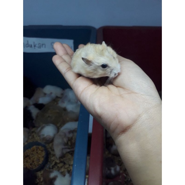 Hamster winter white sales golden