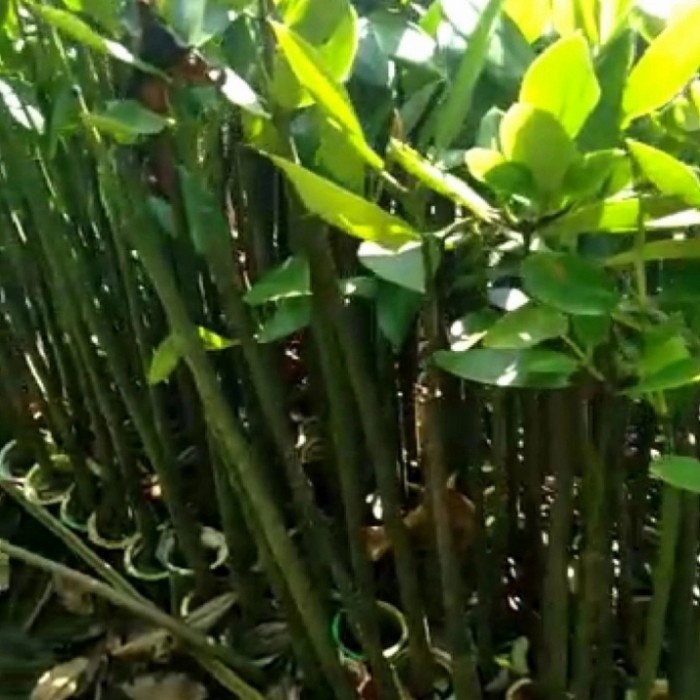 Jual Tanaman Bakau | Shopee Indonesia