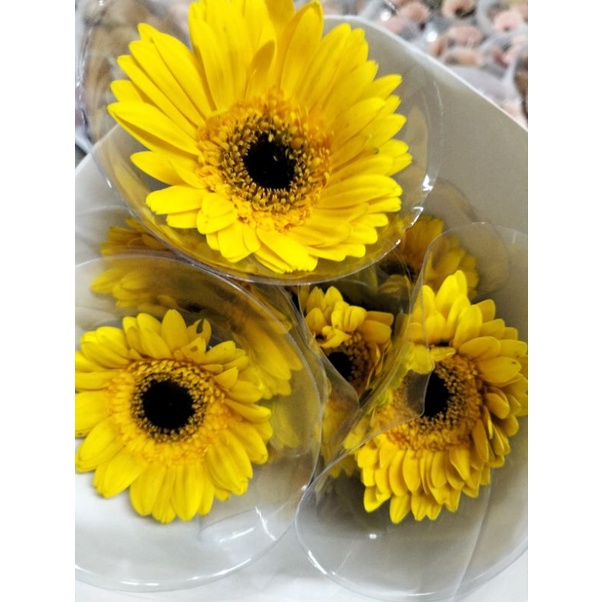 Jual Gerbera Kuning PT | Shopee Indonesia