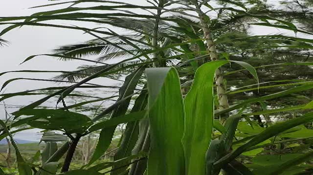 Jual BIBIT Stek Rumput KING GRASS rumpu RAJA New Batang Jumbo Up 4 ...
