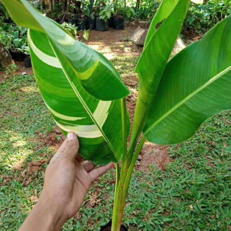 Jual Tanaman Hias Pisang Pisangan Varigata Shopee Indonesia