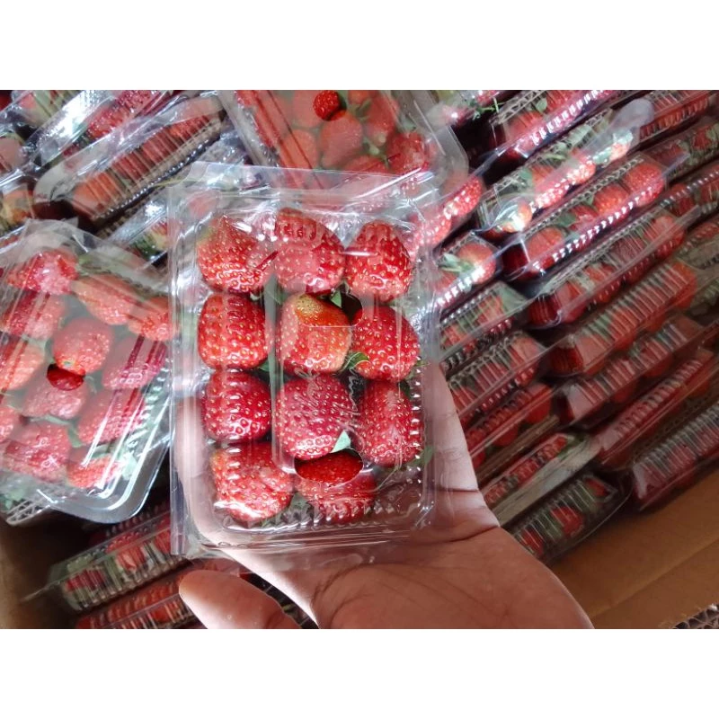 Strawberry Shortcake Surabaya