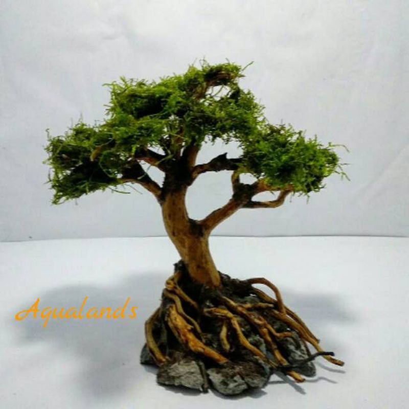 Jual bonsai beringin mini aquascape Shopee Indonesia