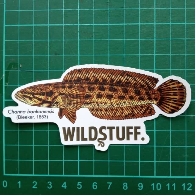 Jual Sticker Wildstuff - Channa bankanensis | Shopee Indonesia