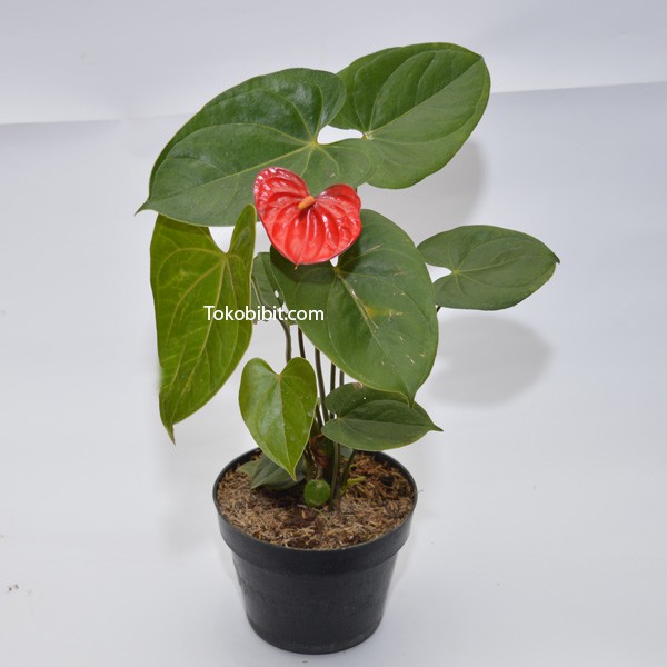 Jual Tanaman Hias Anthurium Bangkok Merah | Shopee Indonesia