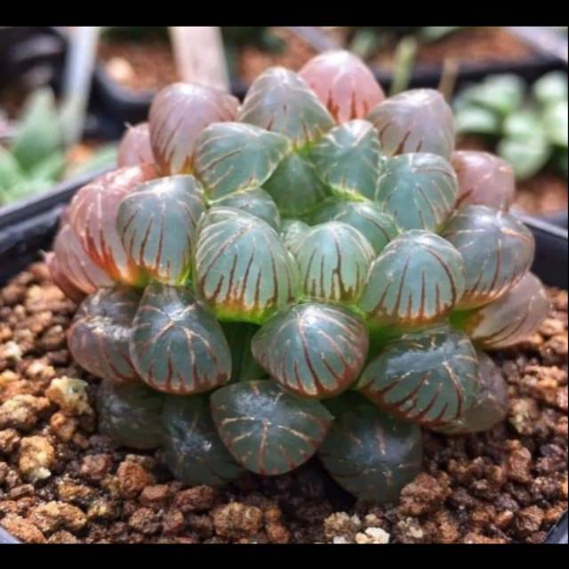 Jual Hawortia coperi | Shopee Indonesia